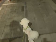 -瑞鹏宠物医院·微创内窥镜·骨外科·牙科(翠竹分院)
