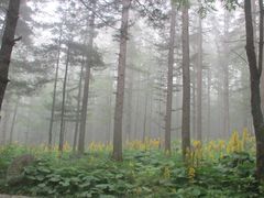 -洛阳白云山景区