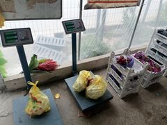 -马陆小张葡萄园农家乐