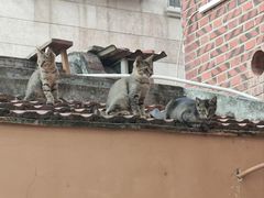 -猫岛主趣味餐厅(鼓浪屿店)