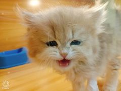 -猫十亿·布偶金渐层·曼基康矮脚猫舍(青年路店)