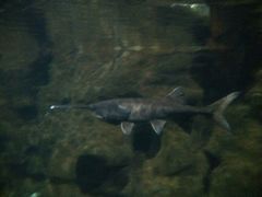 android_upload_pic-郑州海洋馆