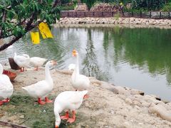 iphone_upload_pic-田园东方蜜桃村的田野营地