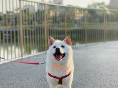 -喜茶(珠海华发商都店)