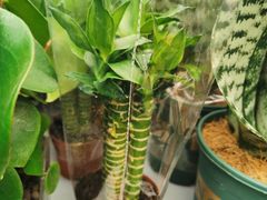 -秦美花卉(天朗·莱茵小城2期店)