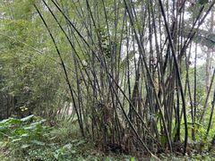 -海南热带野生动植物园