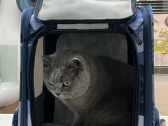 -御宝贝·A梦猫科宠物医院(国际猫友好医院)