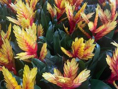 -龙大花卉苗木市场