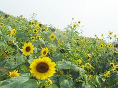 -北京东方普罗旺斯薰衣草庄园