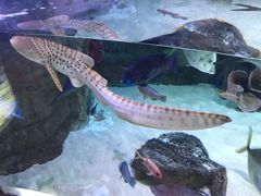 -迪拜水族馆及水下动物园