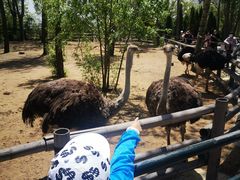 -大连森林动物园