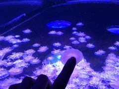 -合肥海洋世界