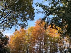 -番禺大夫山森林公园