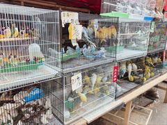 -哈尔滨道外花鸟鱼市场