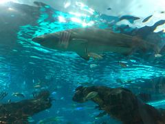 -瑞普利水族馆