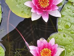 -莲花池公园