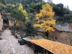 -杨家堂村