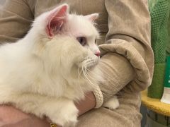 -钦宠·猫咪售卖·洗护·寄养(东圃旗舰店)
