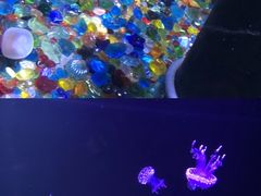 -成都浩海立方海洋公园