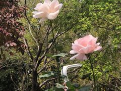 -人民公园(罗湖区)