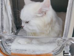 -四月宠物医院·猫专科·心脏专科·内科(转塘店)