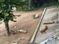 -西霞口神雕山野生动物世界