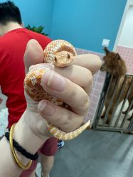 -Moni星球萌宠·小马宝莉·灵蛇·高端高阶全萌宠互动体验俱乐部(红豆国际广场店)