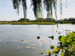 -白洋淀风景区