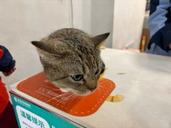 -伟伟宠物医院·CT影像中心·瑞派犬猫综合性门诊(汉口总院)