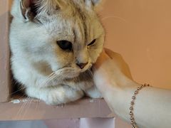 -猫儿山۰猫主题餐厅