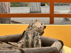 -北京野生动物园