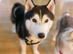 -Husky Go! 哈士奇体验馆·宠物咖啡厅狗咖