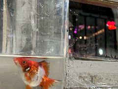 -东兴顺爆肚张
