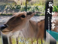 -北京野生动物园