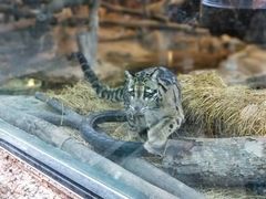 -清迈夜间动物园