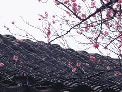 -八大山人梅湖景区