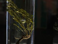 -广东中医药博物馆