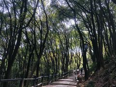 -苏州上方山国家森林公园