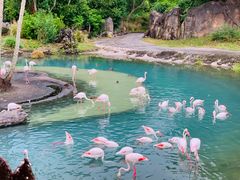 -奥兰多迪士尼动物王国乐园