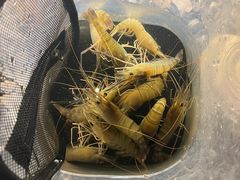 -DGE季风钓虾营地·团建·聚会