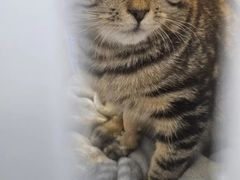 -瑞派·关忠动物医院猫科外科·异宠·24小时转诊中心(祥云店)
