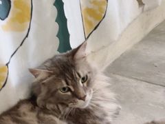 -楼上猫咖(罗湖店)