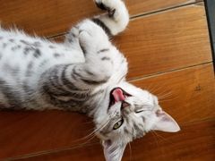 -袖虎·猫馆(体育西路店)