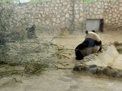 -成都大熊猫繁育研究基地