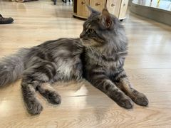 -十年猫舍·猫咪专门店(普陀店)