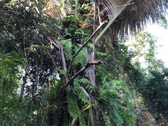-呀诺达热带雨林