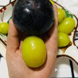 秋天脆