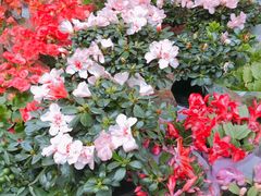 -曲阳花鸟市场(曲阳路店)