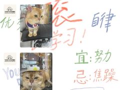 -车接车送·寄养洗护·德文猫舍(大宁店)