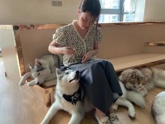 -Husky Go! 哈士奇体验馆·宠物咖啡厅狗咖